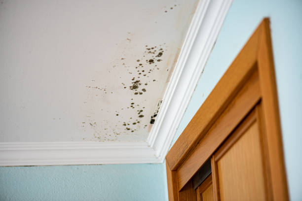 Professional Mold Remediation in Wynne, AR